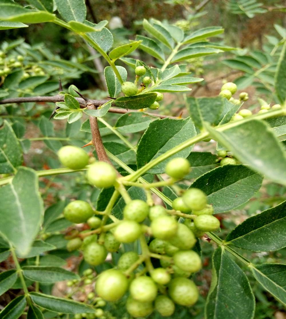 九叶青花椒苗今日行情花椒树苗怎么种植成活率高小苗