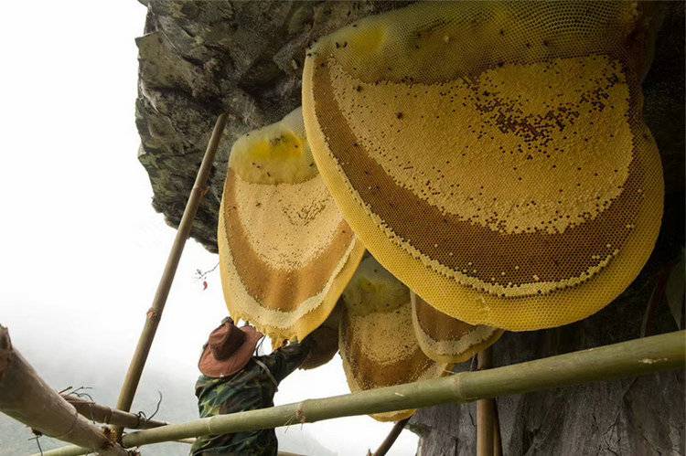 彝山香常年批发云南特产岩蜂蜜悬崖蜜岩蜜巢蜜蜂蜜