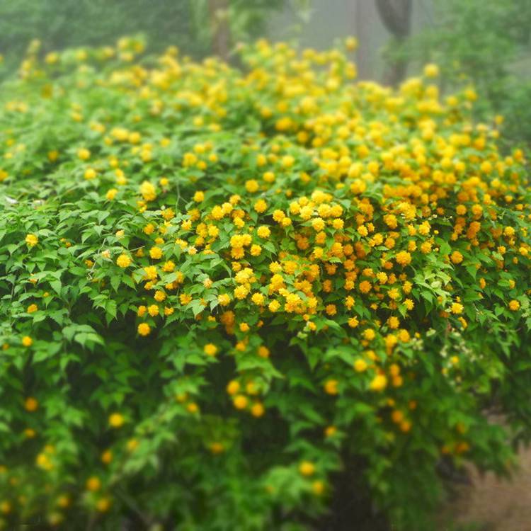 基地供应棣棠苗园林灌丛绿化植物棣棠苗别名地棠