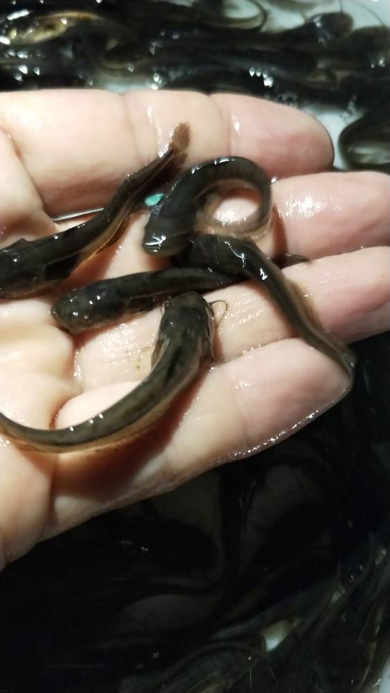 附近哪里有鱼苗卖-港兴水产有大量大口鲶鱼苗批发价格 - 推发网