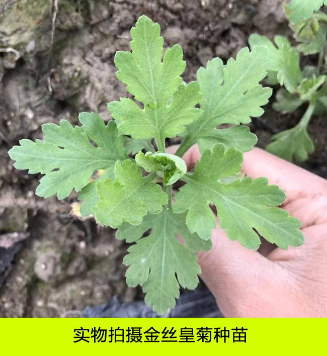 正宗金絲皇菊苗大朵菊花苗婺源皇菊種苗黃山貢菊苗7月菊苗扦插苗