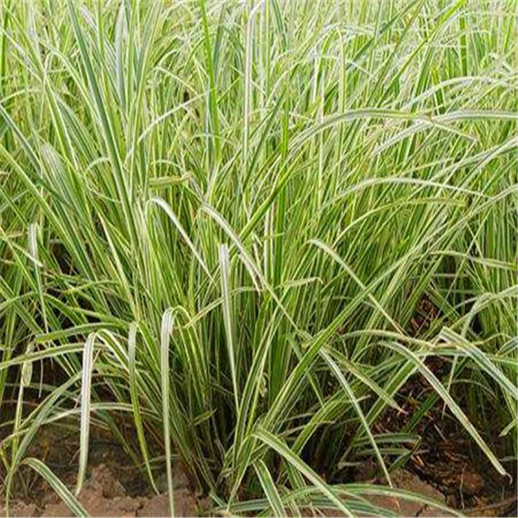 基地花叶芒细叶芒斑叶芒花叶芦竹花叶水葱品种