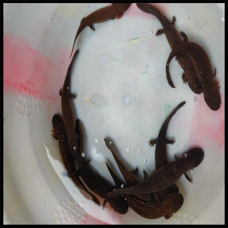 小娃娃鱼苗一条生态娃娃鱼苗市场价娃娃鱼苗一尾的价格