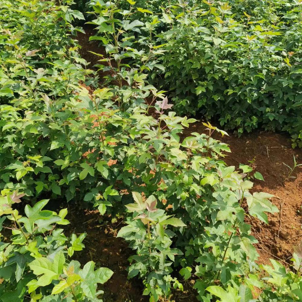 枫香杯苗耐寒落叶乔木造林工程绿化枫香苗江西九江绿化植物