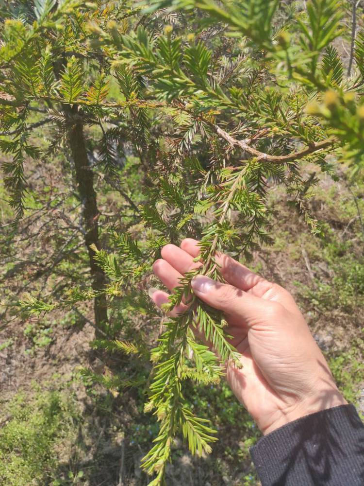 北美红杉种植北美红杉多少钱一株