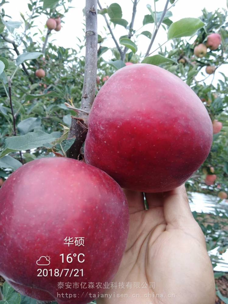 烟富6号苹果苗培育烟富6号苹果苗怎样栽种