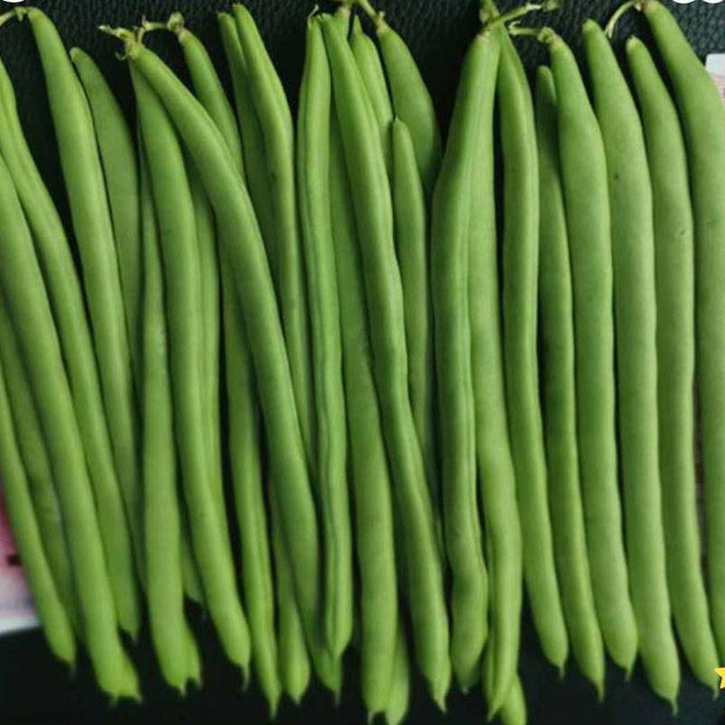 0728小金豆种四季豆种子架豆种子无筋早中熟高产型