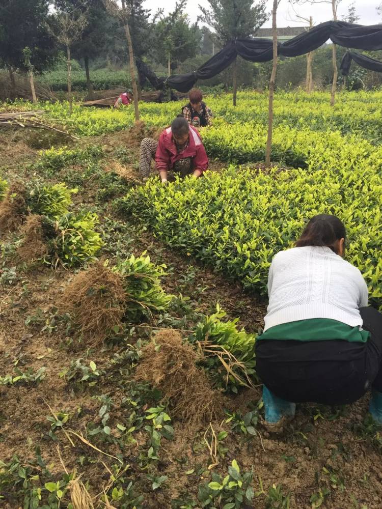 四川超众茶苗基地批发茶苗,一年生茶树苗规格15-35公分高,无病害,成活
