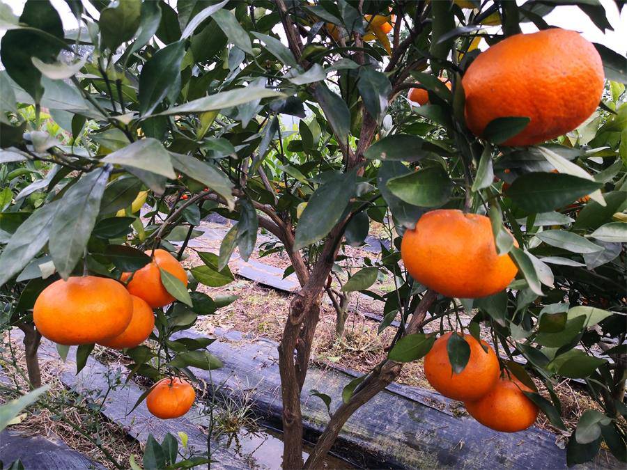 郴州甘平柑橘苗晚熟柑橘甘平柑橘苗基地