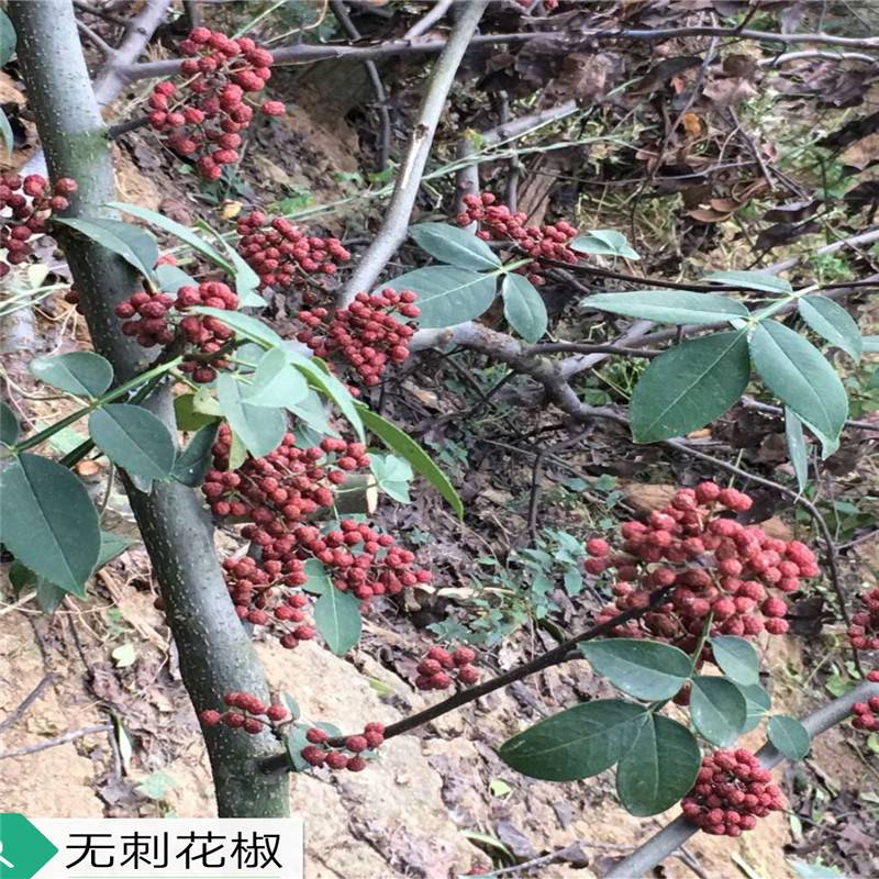 山东花椒苗基地 无刺花椒苗价格 花椒的种植方法 亩产量