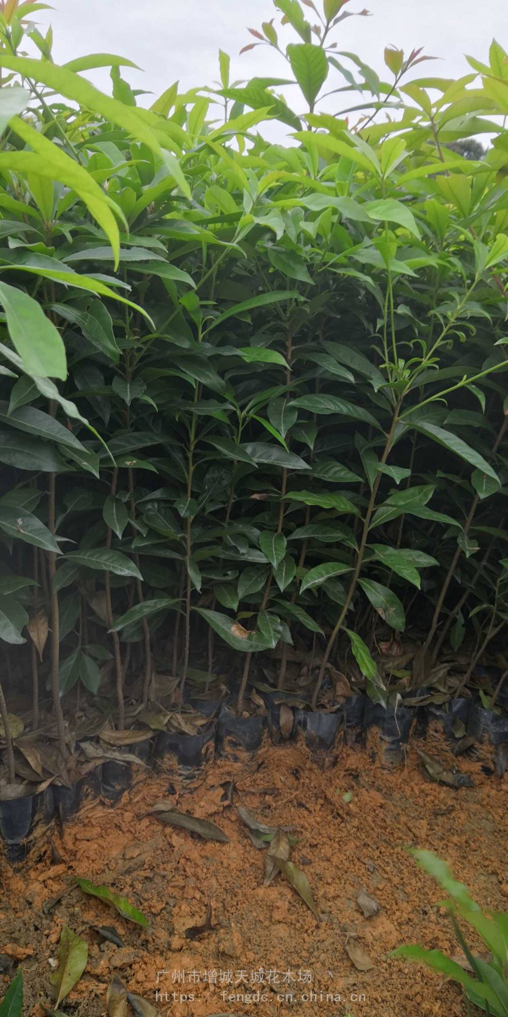 1元特卖荷树木荷苛木木荷树苗