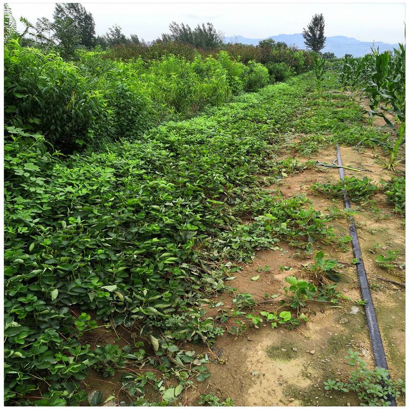 大量销售达赛草莓苗咖啡草莓苗提供管理技术全明星草莓苗