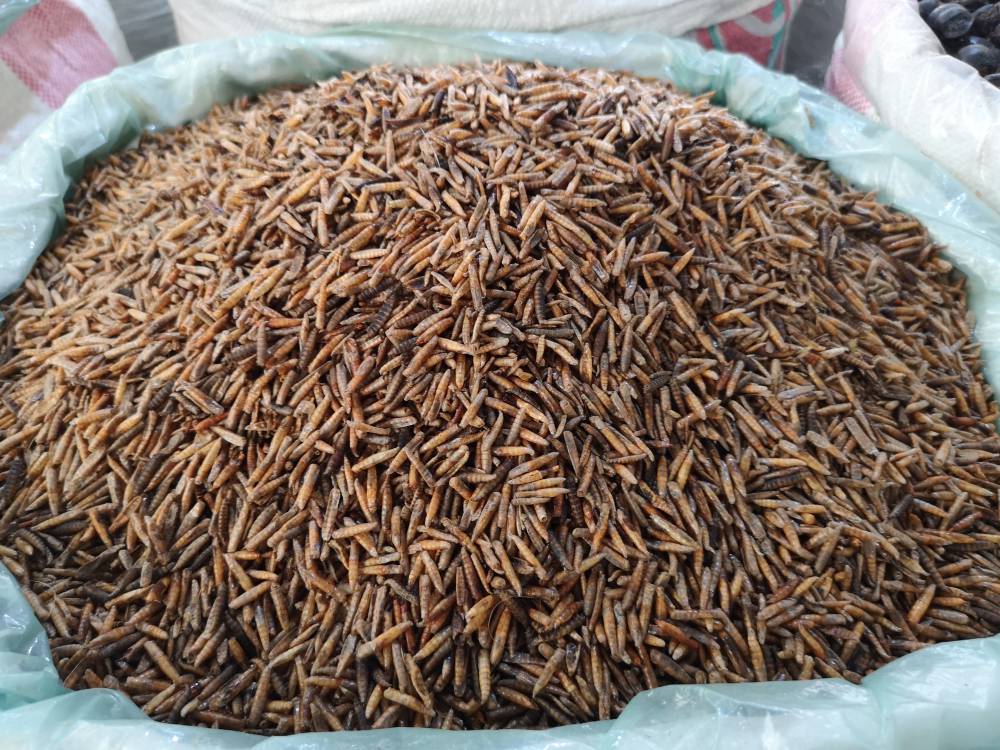 五谷虫的功效与作用当年货水仙子价格