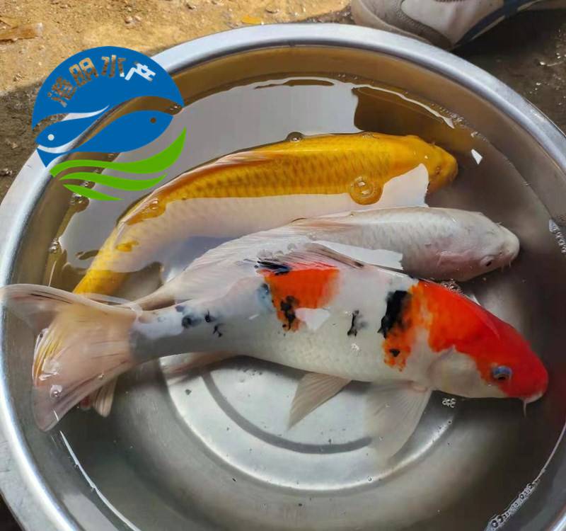 锦鲤水花苗批发观赏锦鲤汕尾城区花垣锦鲤鱼苗全国均可发货图片
