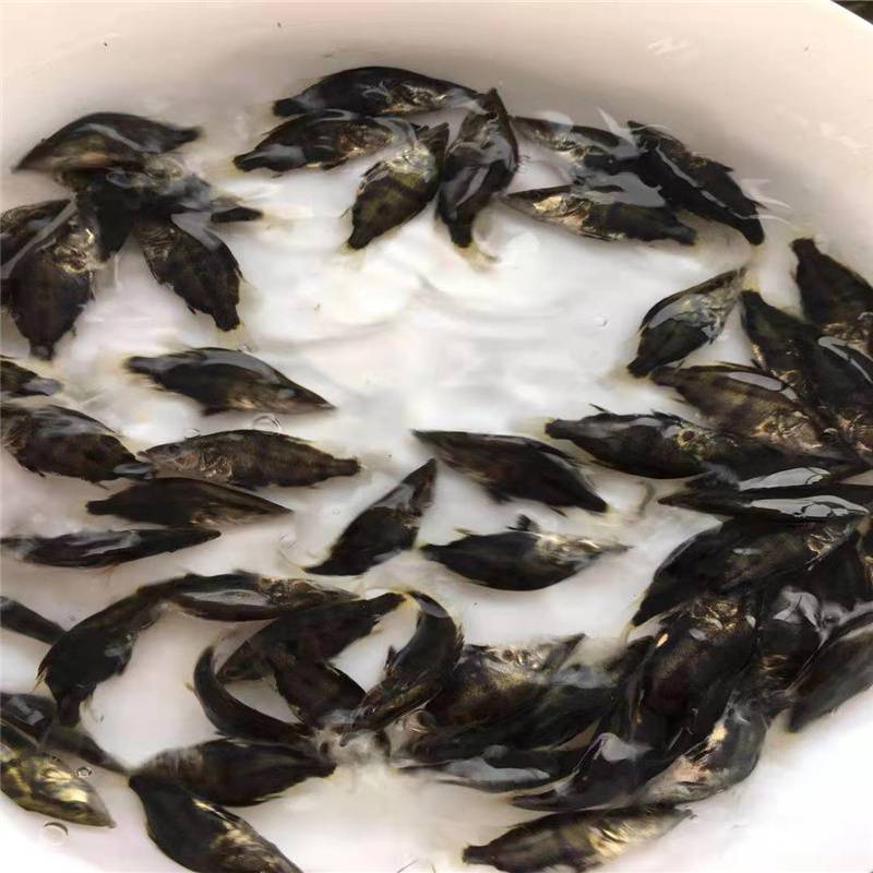 【淡水養殖金桂魚苗 小季魚活體 鱖魚苗 供應桂花魚