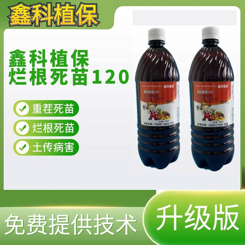 西瓜重茬种植技术种西瓜可以重茬吗西瓜几年可以重茬种植治西瓜枯萎病