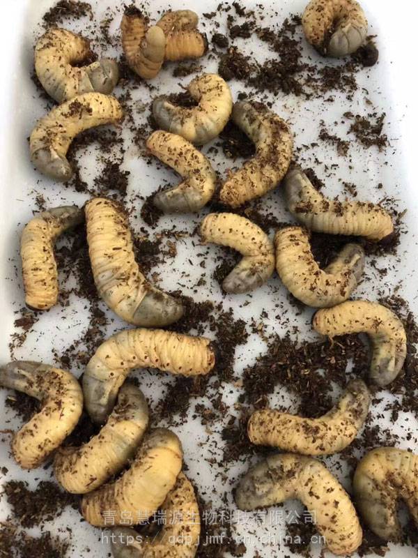 昆虫养殖用啤酒酵母虫类养殖饲料啤酒酵母粉