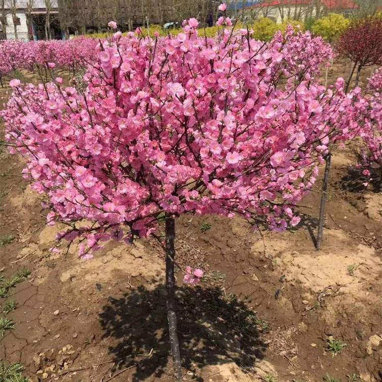 榆叶梅球图片(榆叶梅图片大全大图)