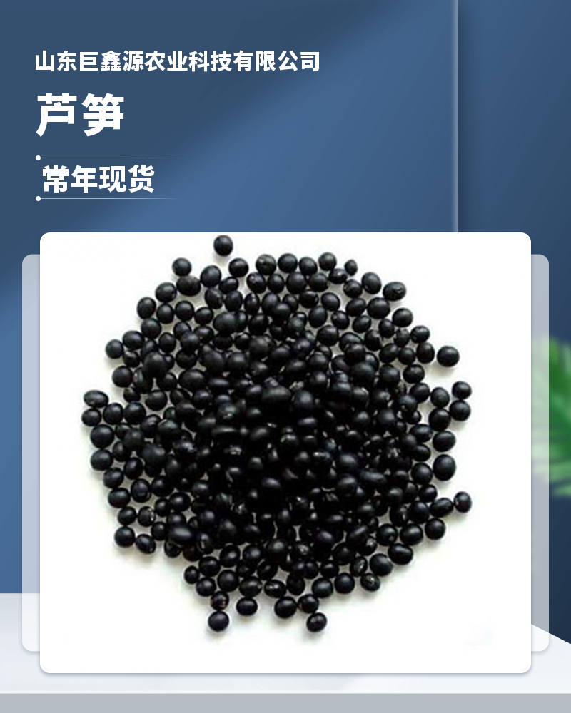 巨鑫源一号芦笋种子高产量早熟全绿芦笋杂交一代种苗