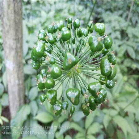 湖南湘西野三七種植基地竹節參致富項目農村竹節參種植方法