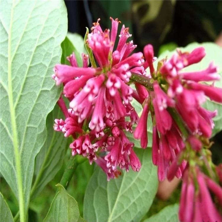 红丁香红丁香苗庭院绿化花卉苗木基地直供红丁香