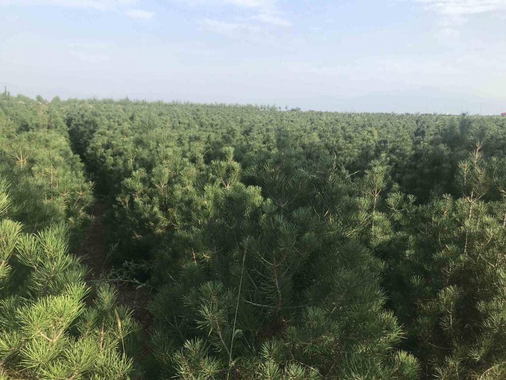 陕西白皮松种植基地图片