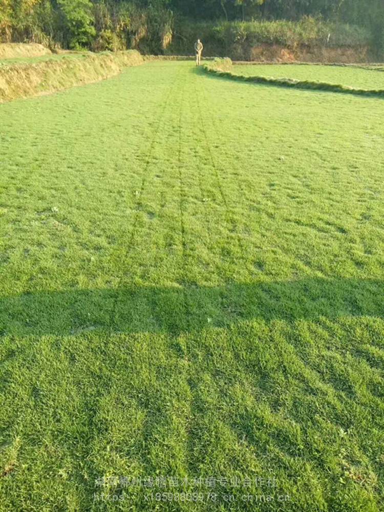 广东湛江马尼拉草皮中华结缕草皮