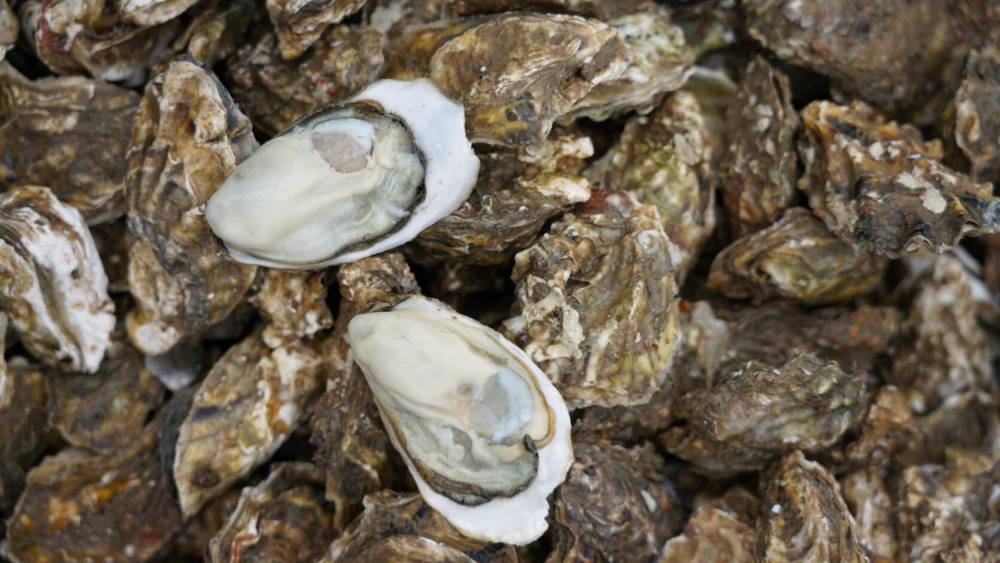 山东乳山牡蛎养殖场正宗鲜活乳山生蚝xxl号