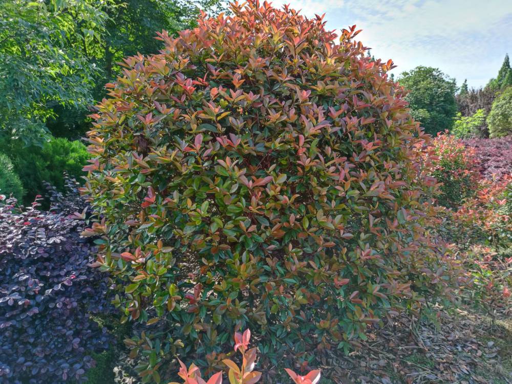 好球红叶石楠批发红叶石楠工程绿化小苗红叶石楠基地