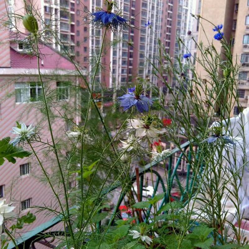 供应波斯宝石种子观赏花卉品种花籽发芽率高