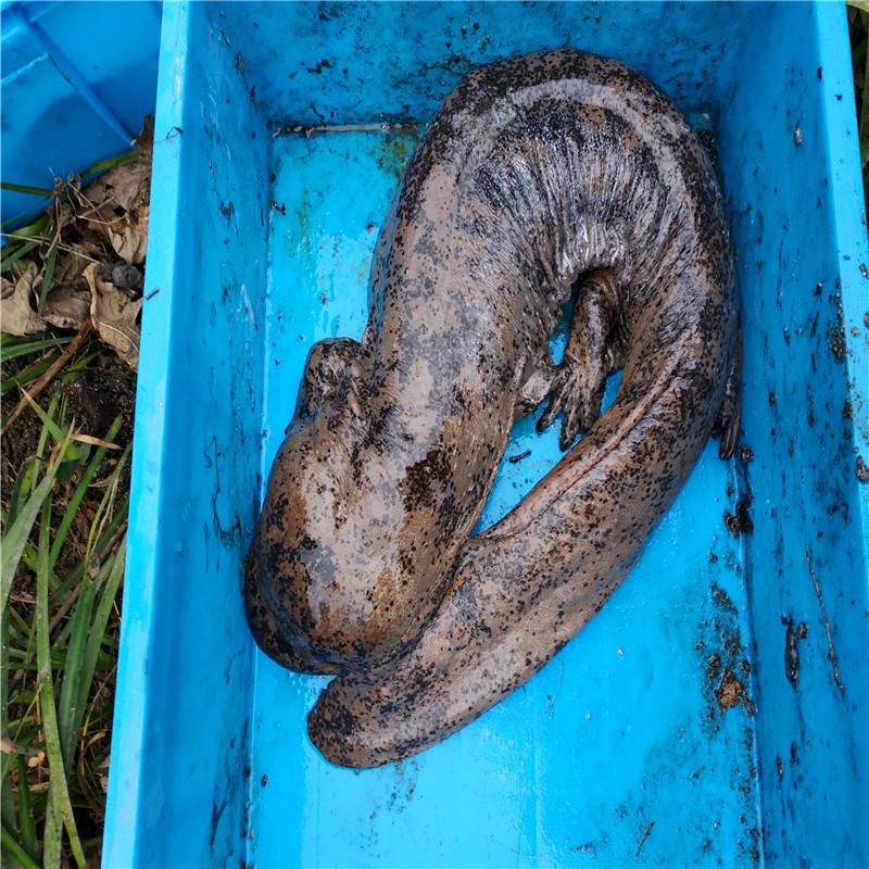 广东娃娃鱼   浙江娃娃鱼  贵州娃娃鱼  四川娃娃鱼