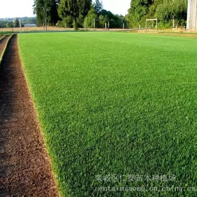 黑麦草草坪多少钱一平方 ***草坪 草皮卷 琉璃苣种子