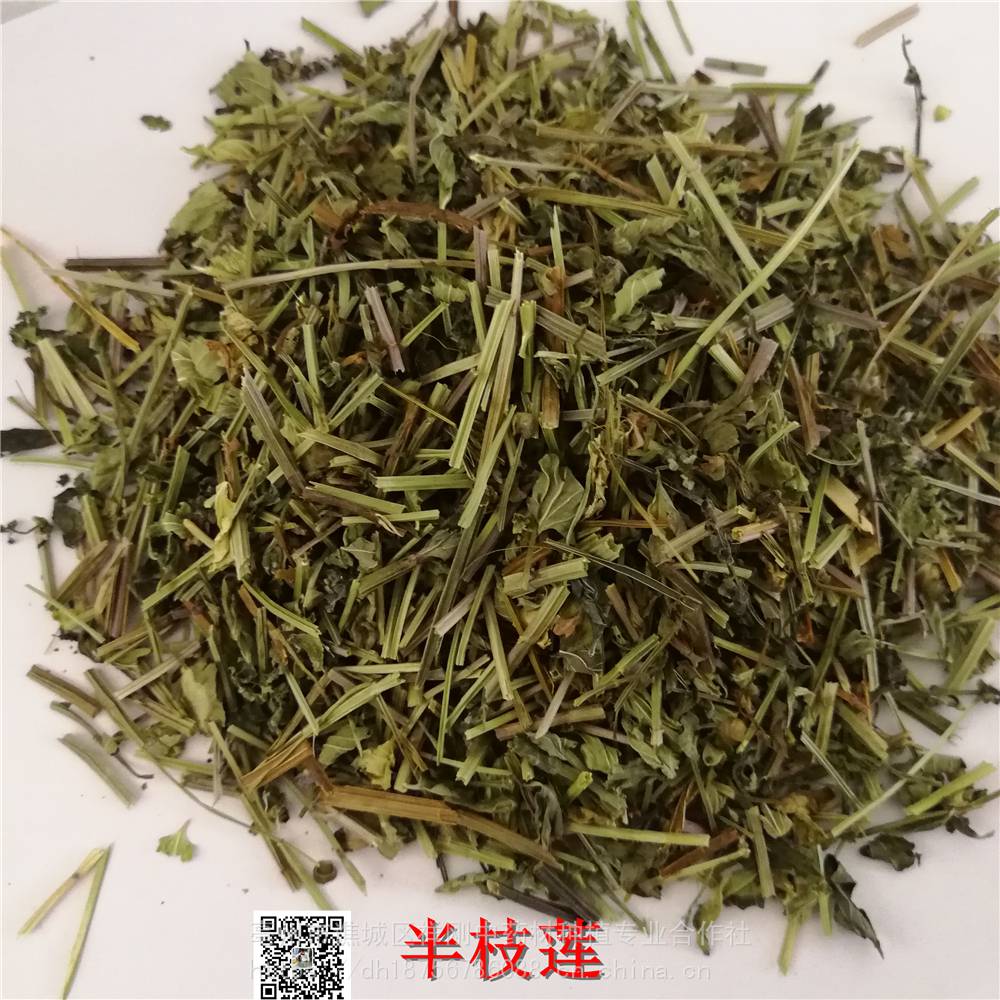 半枝蓮的功效與作用當年貨牙刷草價格