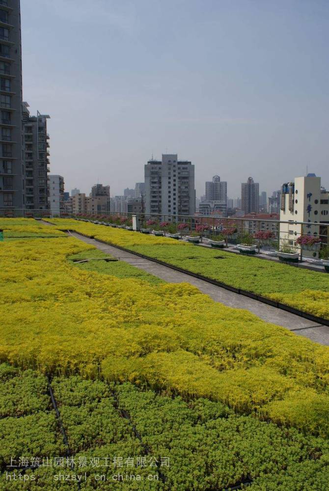 屋顶佛甲草基地