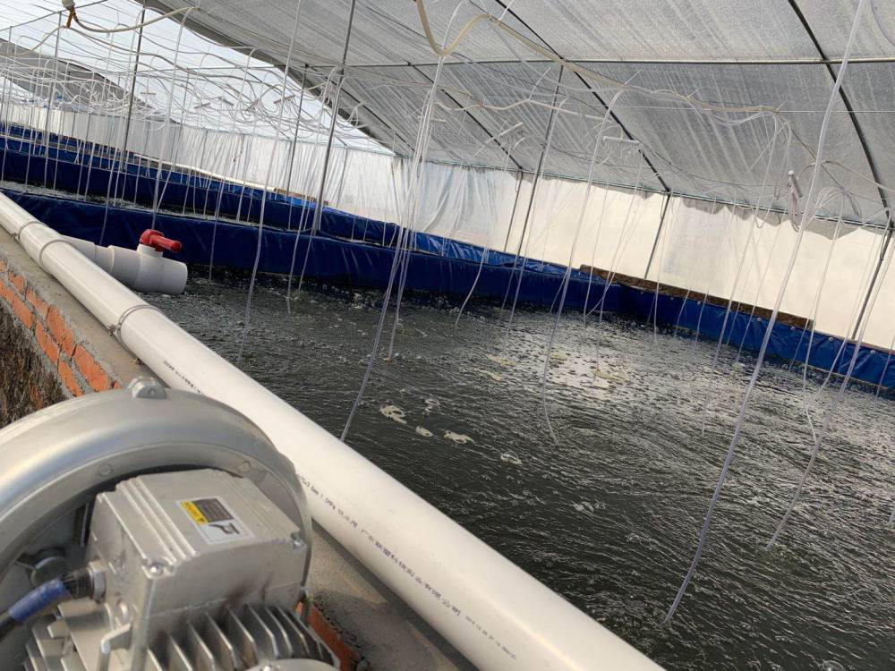 濙水鱼苗繁育基地,经过多年的发展积累了非常丰富的淡水鱼苗培育经验