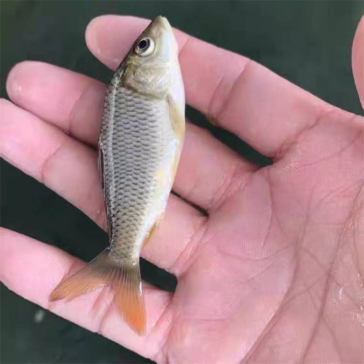 活体运输禾花鲤鱼鱼苗港明水产鲤鱼水花苗鲜活出售