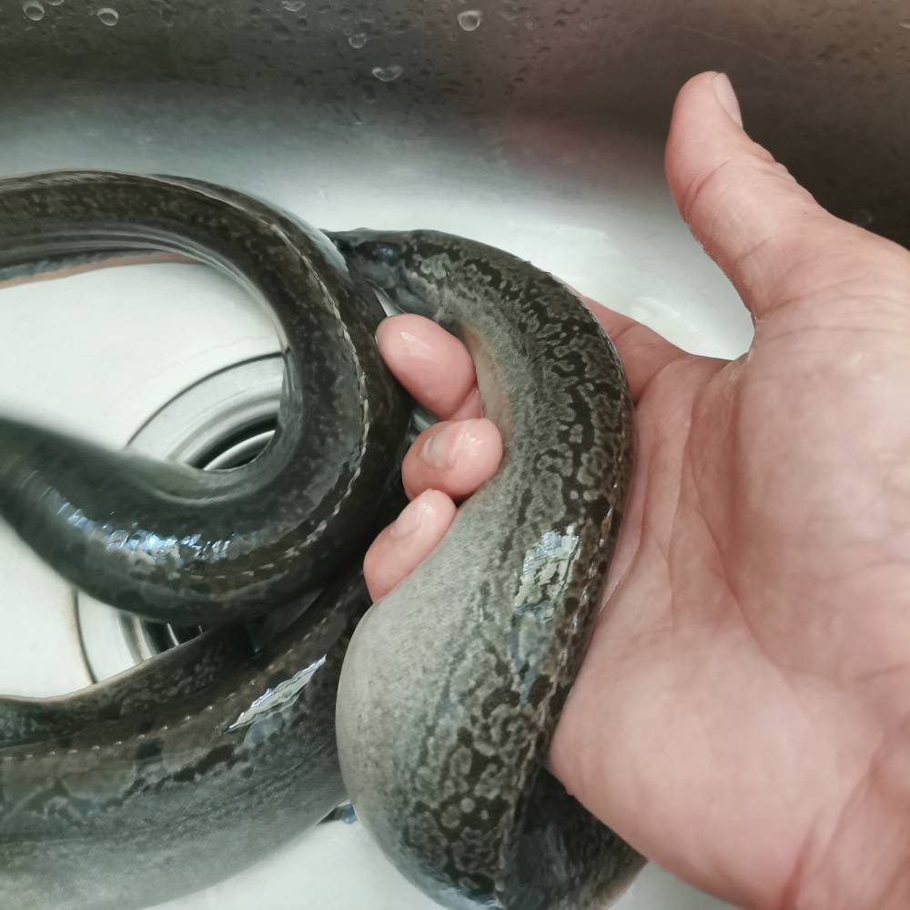 翁源正宗刺鳅鱼苗鲜活水产刺鳅鱼苗58公分