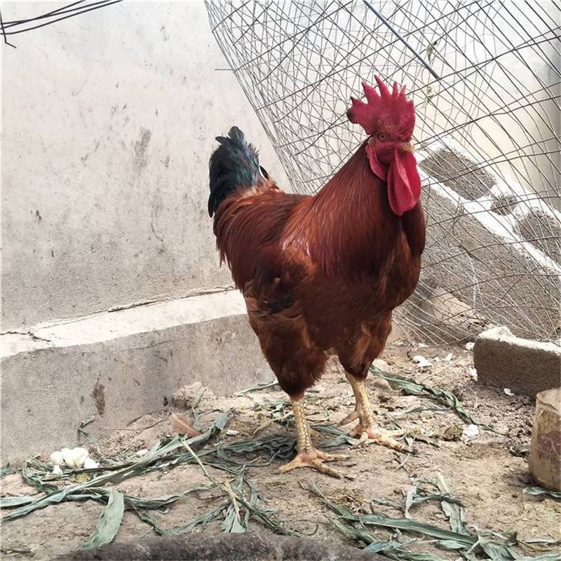 出售九斤红玉鸡品种九斤红玉鸡出栏快