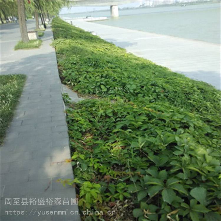 定西爬山虎植物 常绿爬藤多枝植物m1