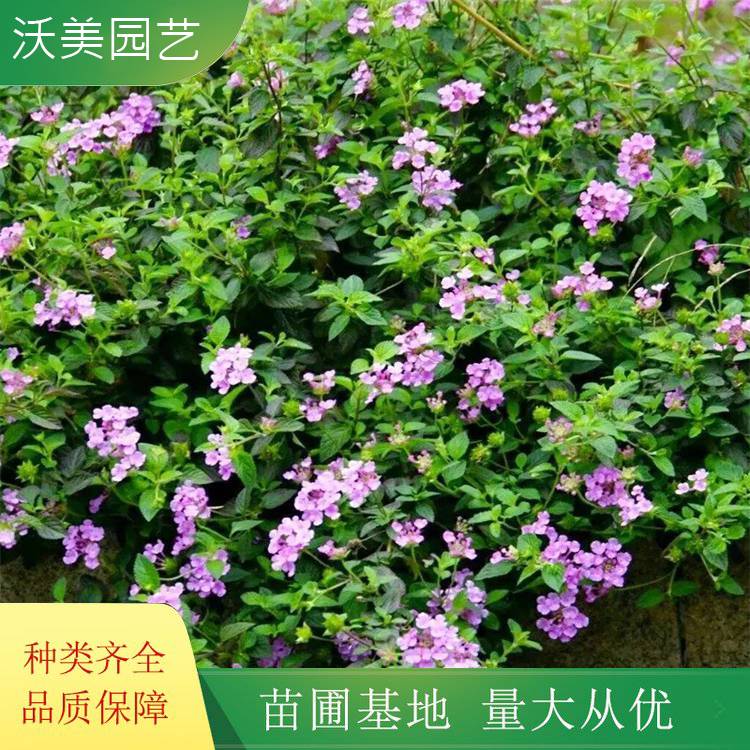 苗圃出售 蔓马 缨丹 园林绿化地被彩色绿篱 庭院观赏植物苗