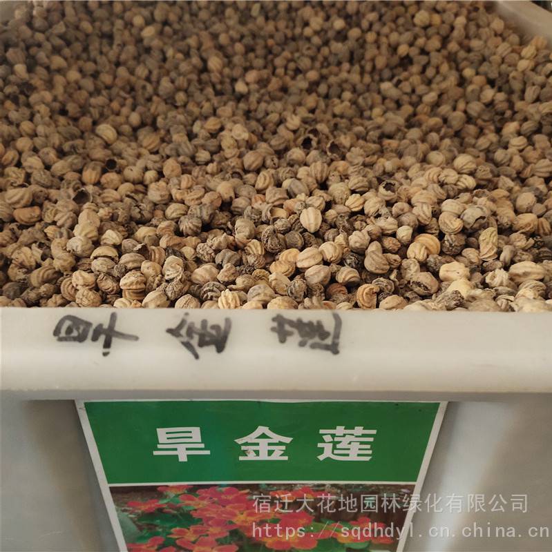 新草花种子旱金莲种子发芽率高价格便宜批发价