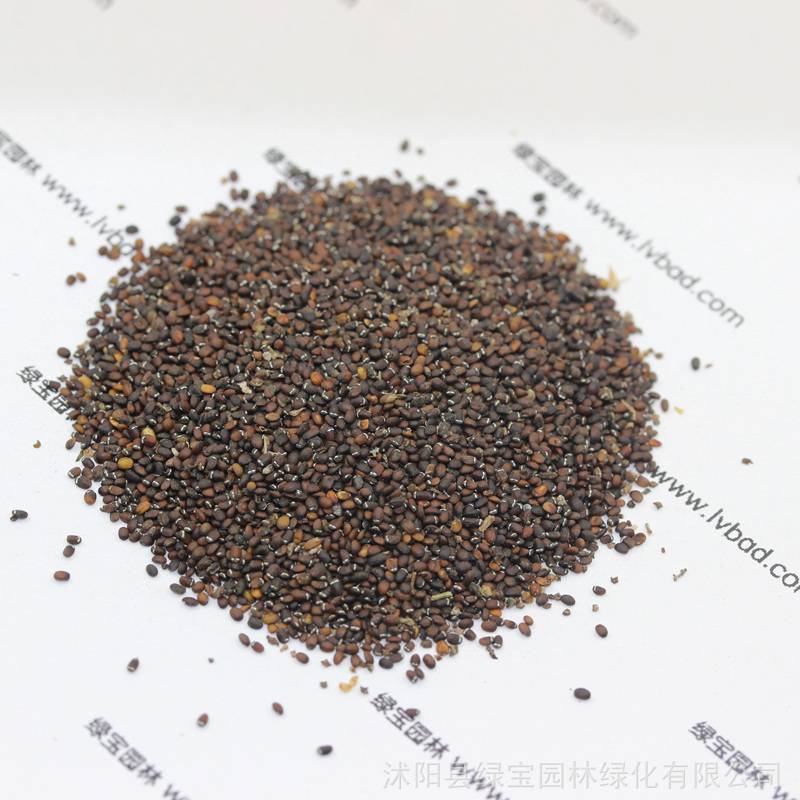 美国薄荷种子花海制作草花草花基地花坛布景植物美国薄荷花卉种子