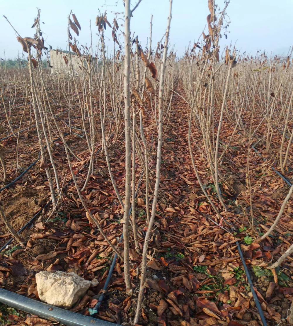 樱桃苗岱红30厘米粗的刚发芽的樱桃苗图片当年采摘