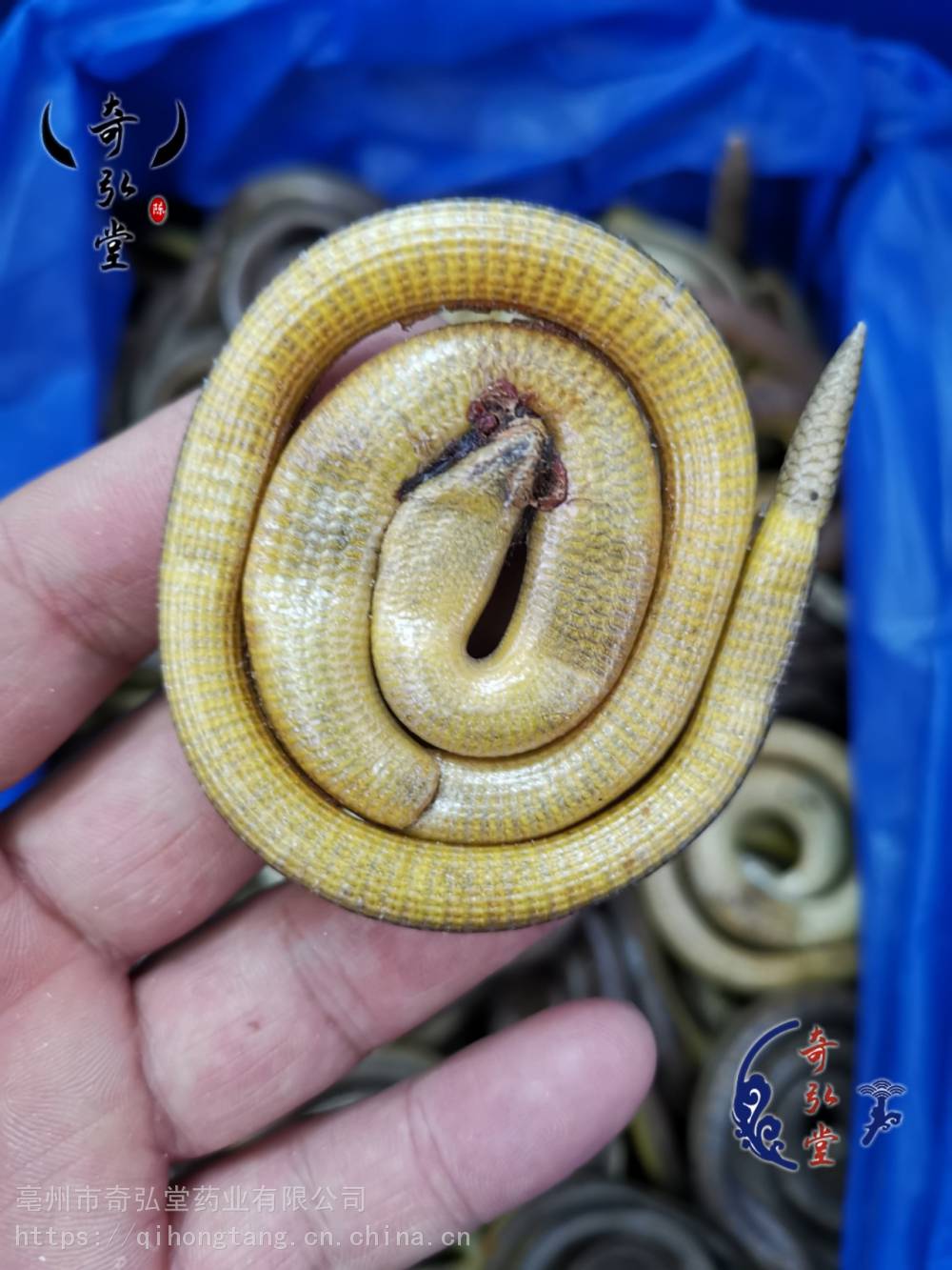 脆蛇价格脆蛇哪里买得到图片