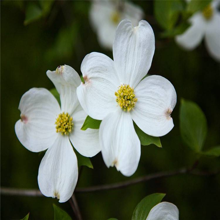 【苗圃供应四照花 丛生四照花 树形优美 量大优惠】价格_厂家 - 中国