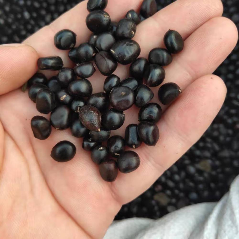 药用牡丹籽育苗种植地址位置图片