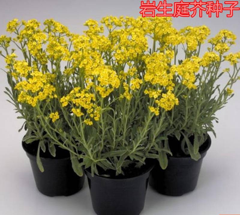 批发岩生庭芥种子新种子上市量大发芽率高