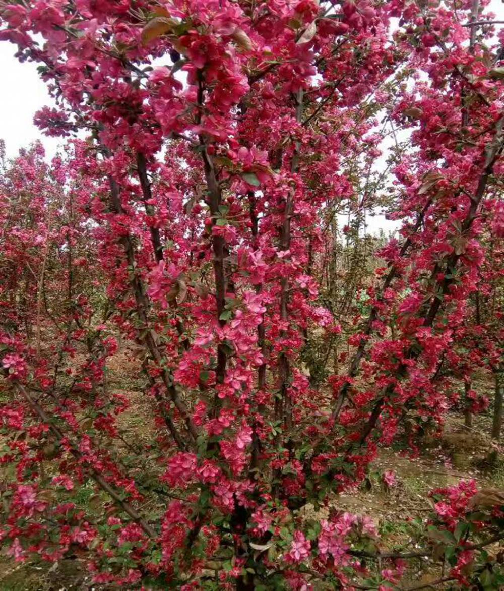 颜色好看的丽丝海棠苗基地王族海棠