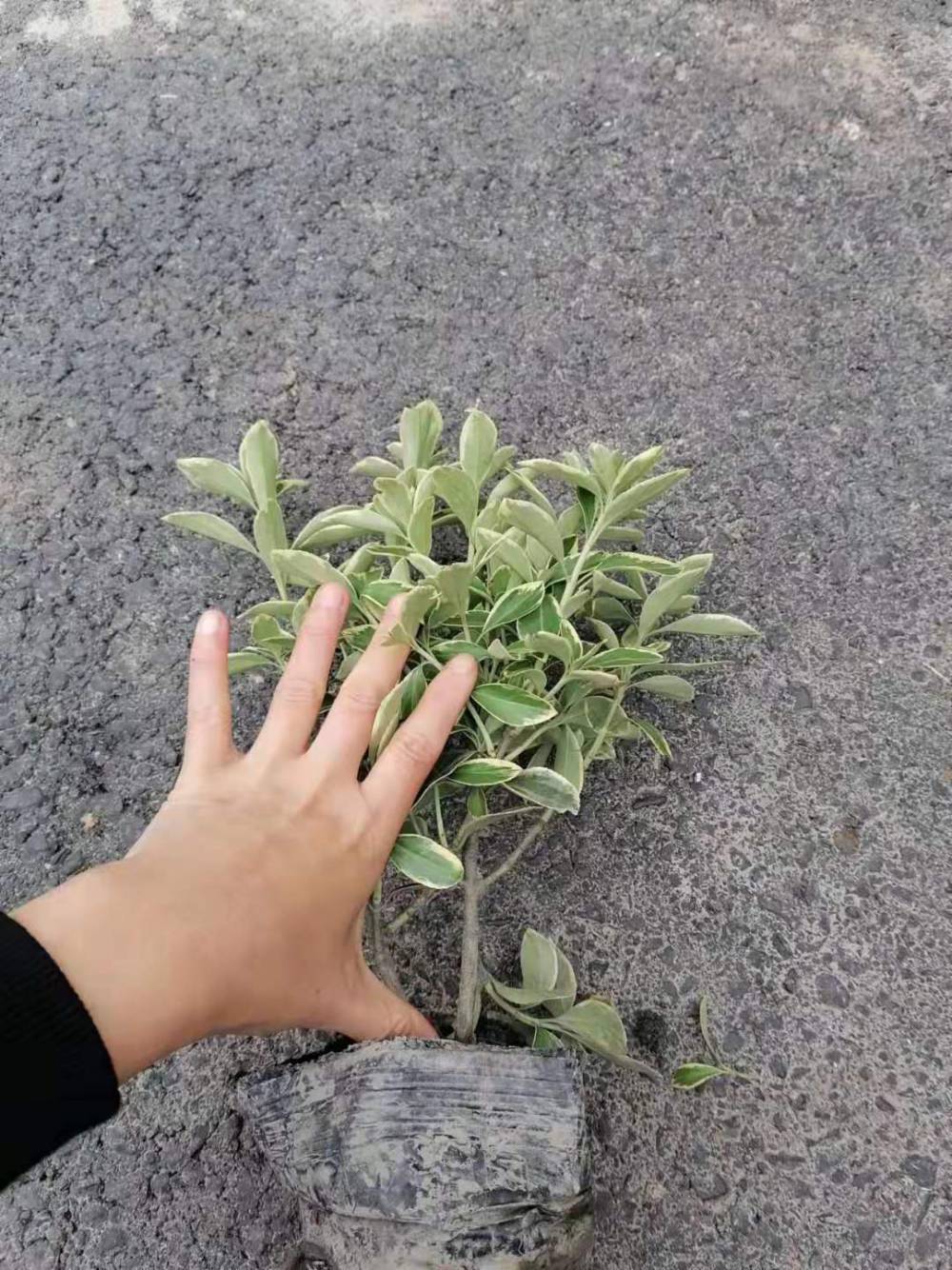 批发湖北金边黄杨小杯金边黄杨16杯价格黄杨工程绿化小苗