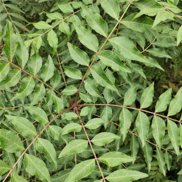 黄连木小苗落叶乔木行道风景树秋季叶红观赏性强